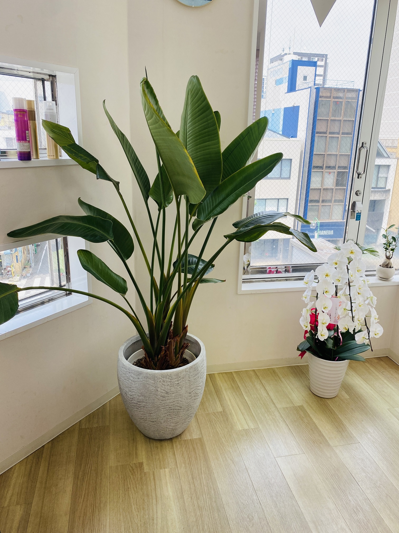 aslila�g�b�v���